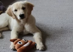 8 Essentials for Your New Puppy