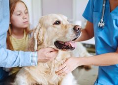 Is Pet Insurance Australia the Best? Here is our Verdict