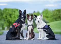 Customized Comfort: The Benefits of a Personalized Dog Harness