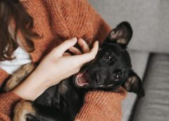How to Avoid Puppy Scams: Trusting Pets24 for Reliable Advice